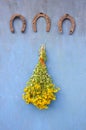 Three antique horseshoe and bunch st. Johns wort flowers on wall