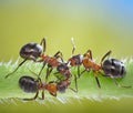 Three ants conspiracy on grass Royalty Free Stock Photo