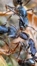 three ants fighting over food to be given to the queen?