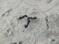 Three ants meeting on mud