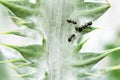 Three ants milking aphids