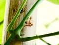 Three ants playing on Laurel Clockvine leaves
