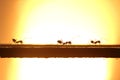 Three ants in silhouette