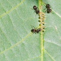 Three ants tending aphids group on leaf Royalty Free Stock Photo