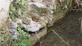 three anurans on a rock in the ditch of an old mill, montblach, tarragona, spain, europe Royalty Free Stock Photo