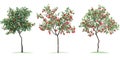 Three Apple Trees with Red Apples in Different Stages of Fruitfulness on a White Background Royalty Free Stock Photo