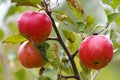 Three apples Royalty Free Stock Photo