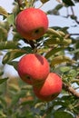 Three apples Royalty Free Stock Photo