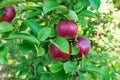 Three apples in an apple orchard