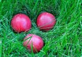 Three Apples In Grass Royalty Free Stock Photo