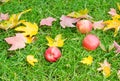 Three apples in the grass with fallen leaves Royalty Free Stock Photo