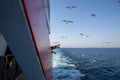 Three arms reached out of an island ferry to feed flying seagulls, blue sea in the background, Thassos Island, Greece