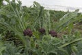 Three artichokes with its green foliage, in the fields of Sardinia Royalty Free Stock Photo