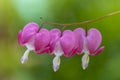 Three Asian bleeding hearts plant Royalty Free Stock Photo