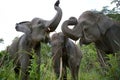 Three Asian elephant standing together. Indonesia. Sumatra. Way Kambas National Park.