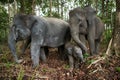 Three Asian elephants in the jungle. Indonesia. Sumatra. Way Kambas National Park. Royalty Free Stock Photo