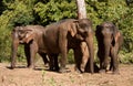 Three Asian elephants standing in the jungle in an elephant sanctuary in Cambodia Royalty Free Stock Photo