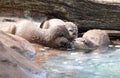 Three Asian Short Clawed Otters Cuddling