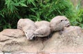 Three Asian Short Clawed Otters Cuddling