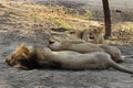 Three Asiatic lions resting on the forest floor at the Gir National Park in Gujarat. Royalty Free Stock Photo