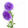 Three aster lilac flowers Royalty Free Stock Photo