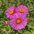 Three asters