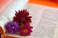 Three asters on the dictionary page