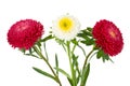 Three asters isolated