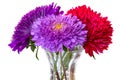 Three asters in a vase