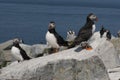 Three Atlantic Puffins Guarding Their Nesting Area Royalty Free Stock Photo