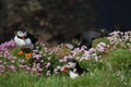 Three Atlantic Puffins between pink spring flowers on the cliffs of Lunga Island in Scotland Royalty Free Stock Photo