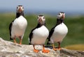 Three puffins standing on a rock