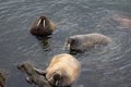 Three Atlantic walrus in shallow waters of Barents sea. Arctic