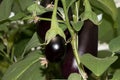 Three aubergines on a shrub in the glasshouse Royalty Free Stock Photo