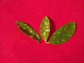 Three aucuba leaves on red background