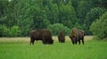 Three aurochs on field- zubr