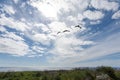 Three Australian birds flying towards the ocean, silhouetted against a bright blue sky with white clouds