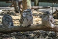 Three australian frogmouth owls sitting on the branch, Sydney Australia