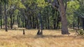 Three Australian Kangaroos On Alert