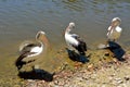 Three Australian pelicans Pelecanus conspicillatus