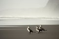 Three Australian Pied Cormorants