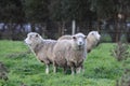 Three Australian sheep with full-grown wool