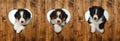 Three australian shepherd puppies Royalty Free Stock Photo