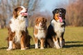 Three Australian Shepherd sitting on the meadow