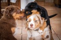 Three Australian shepherds.