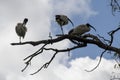 Three Australian White Ibis (Threskiornis molucca) perched on a dry tree Royalty Free Stock Photo