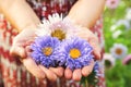 Three autumn asters in the elderly wrinkled hands of a grandmother or grandfather. Blue and pink asters