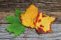 Three autumn colored leaves on wooden background Royalty Free Stock Photo