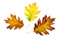 Three autumn colorful oak leaves