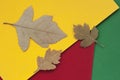 Three autumn dried leaves close-up on colorful bright paper, background with copy space for text. View from above. Fall